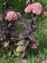 Sedum Stewed Rhubarb Mountain - Orpin