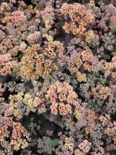 Sedum Yellow Xenox® - Orpin 