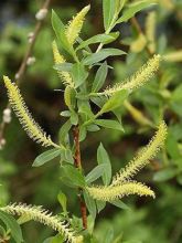 Salix triandra - Osier brun