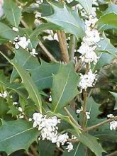 Osmanthus heterophyllus Gulftide