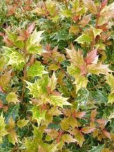 Osmanthe à feuilles variables 'Tricolor'