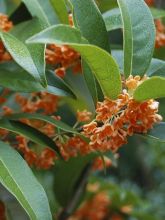 Osmanthus fragrans Aurantiacus - Osmanthe parfumé