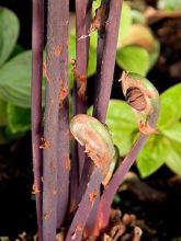 Osmonde royale - Osmunda regalis Purpurascens - Osmonde royale aux frondes pourpres