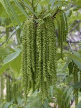 Carya illinoinensis Delmas - Noix de Pécan - Pacanier