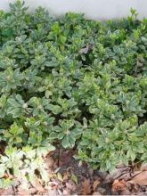 Pachysandra terminalis Variegata