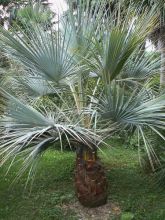 Palmier bleu du Mexique