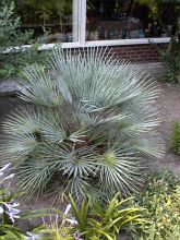 Chamaerops humilis Cerifera - Palmier nain bleuté.