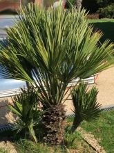 Chamaerops humilis Vulcano - Palmier nain