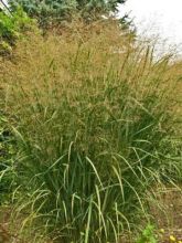 Panic érigé - Panicum virgatum Thundercloud 