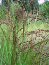 Panic érigé - Panicum virgatum Warrior