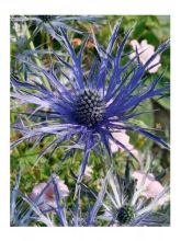 Eryngium x zabelii Violetta - Panicaut, Chardon Violetta