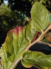 Parrotia persica Vanessa - Arbre de fer