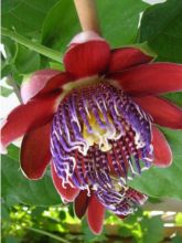Passiflore alata - Fleur de la Passion