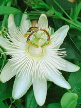 Passiflore Caerulea Constance Elliott, Fleur de la Passion blan