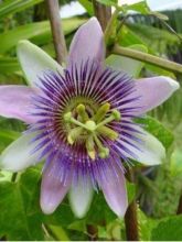 Passiflore - Passiflora Impératrice Eugénie