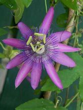 Passiflore Lavender Lady - Fleur de la Passion