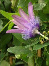 Passiflore Purple Passion - Fleur de la Passion