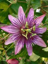 Passiflore 'Victoria'