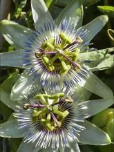 Passiflore - Passiflora White Lightening