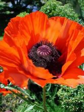 Pavot d'Orient rouge - Papaver orientale Allegro