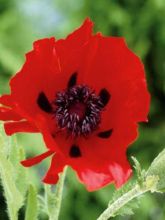 Pavot d'Orient, Papaver or. Beauty of Livermere