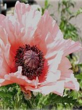 Pavot d Orient - Papaver orientale Clochard