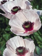 PAVOT D'ORIENT TURKENLOUIS, plante en ligne
