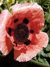 Pavot d Orient - Papaver orientale Queen Alexandra