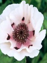 Pavot d'Orient - Papaver orientale Perry's White