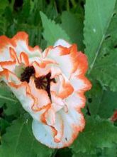 Pavot d'Orient, Papaver orientale Picotee