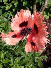 Papaver orientale Pink Ruffles - Pavot d'Orient Pink Ruffles