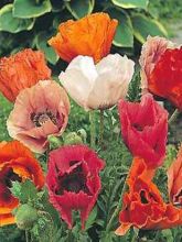 Pavot d'Orient en mélange- Papaver orientale Pizzicato Mix