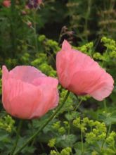 Pavot d Orient - Papaver orientale Princesse Victoria Louise