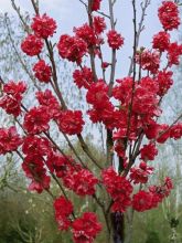 Prunus persica Taoflora Red - Pêcher à fleurs rouge framboise