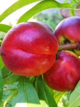 Nectarinier Morton - Prunus persica