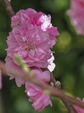 Pêcher 'Taoflora Pink'