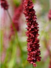 Renouée - Persicaria amplexicaulis Fat Domino