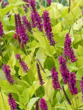 Renouée - Persicaria amplexicaulis Golden Arrow