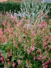 Renouée - Persicaria amplexi.High Society