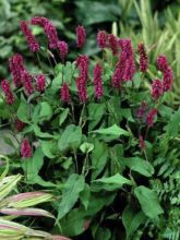 Renouée - Persicaria amplexicaulis Inverleith