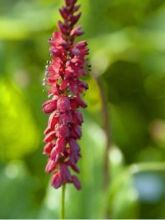 Renouée - Persicaria amplexicaulis JS Caliente