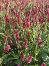 Renouée - Persicaria amplexicaulis JS Delgado Macho