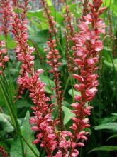 Renouée -  Persicaria amplexicaulis Orange Field