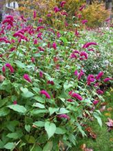 Renouée - Persicaria amplexicaulis var. pendula