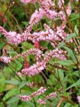 Renouée - Persicaria amplex. Pink Elephant