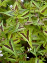 Persicaria runcinata Purple Fantasy - Renouée 