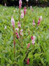 Persicaria affinis Superba - Renouée, Persicaire Superbum