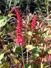 Renouée - Persicaria amplexicaulis Taurus