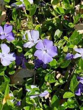 Vinca minor Anna - Petite pervenche Anna