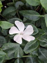 Vinca minor Elisa  - Pervenche à petites fleurs blanches